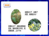 苏教版（2019）科学三年级下1.4《植物结果了》PPT课件+教案+练习