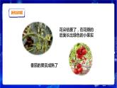 苏教版（2019）科学三年级下1.4《植物结果了》PPT课件+教案+练习