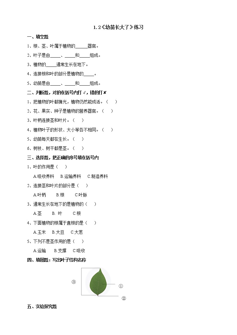 苏教版（2019）科学三年级下1.2《幼苗长大了》PPT课件+教案+练习+视频01