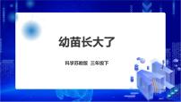 苏教版 (2017)三年级下册2 幼苗长大了课文内容课件ppt