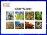 蘇教版（2019）科學(xué)三年級(jí)下2.6《沙漠中的植物》PPT課件+教案+練習(xí)+視頻