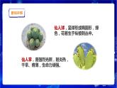 蘇教版（2019）科學(xué)三年級(jí)下2.6《沙漠中的植物》PPT課件+教案+練習(xí)+視頻