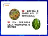 蘇教版（2019）科學(xué)三年級(jí)下2.6《沙漠中的植物》PPT課件+教案+練習(xí)+視頻