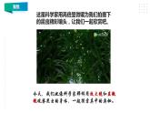 1.3《观察身边微小的物体》课件（32张PPT）