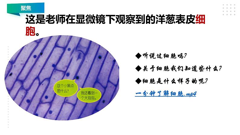 1.4《观察洋葱表皮细胞》课件（28张PPT）03