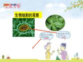 六上1-5 《观察更多的生物细胞》课件PPT