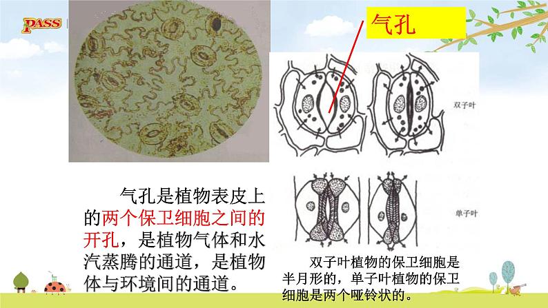 六上1-5 《观察更多的生物细胞》课件PPT07