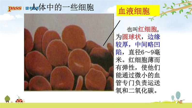 六上1-5 《观察更多的生物细胞》课件PPT08