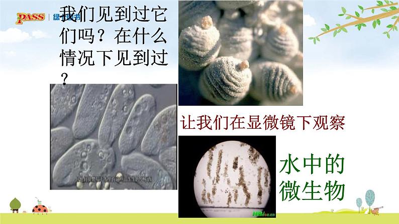 六上1-6 《观察水中微小的生物》课件PPT03