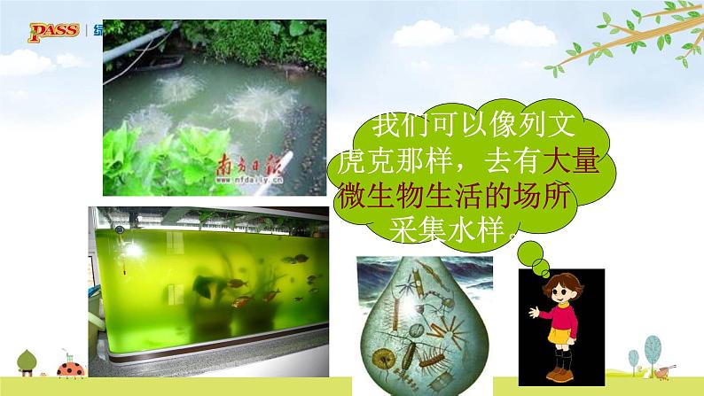 六上1-6 《观察水中微小的生物》课件PPT08