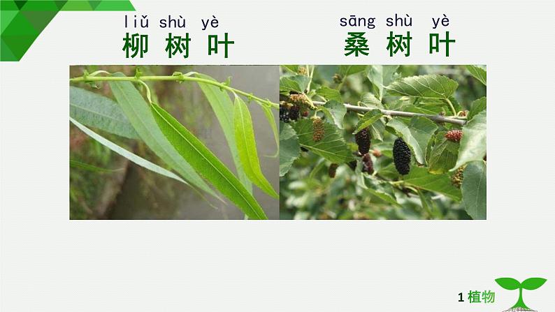 1.3观察叶课件PPT第5页