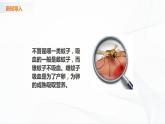 苏教版四下科学3.11《探究昆虫的奥秘》课件+同步练习+素材