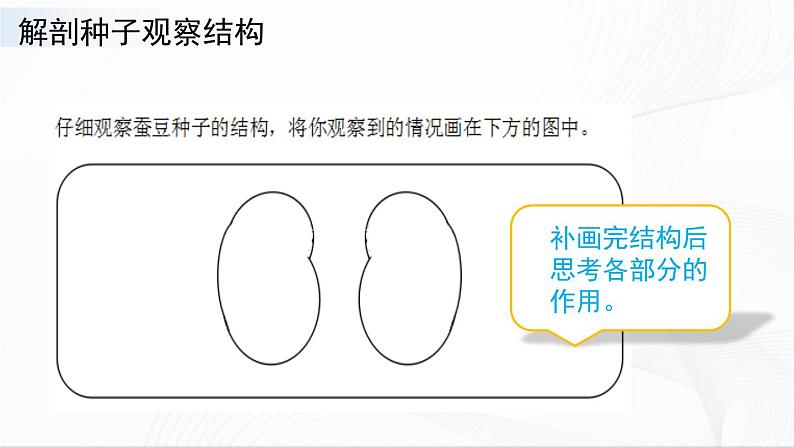 4.12.《用种子繁殖》课件第5页