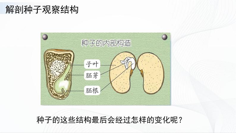 4.12.《用种子繁殖》课件第6页