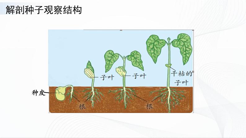 4.12.《用种子繁殖》课件第7页