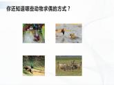 苏教版四下科学4.14《动物的繁殖》课件+同步练习