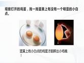 苏教版四下科学4.14《动物的繁殖》课件+同步练习