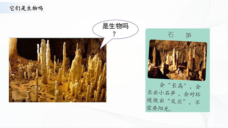 苏教版四下科学5.15《生物与非生物》课件+同步练习+素材07