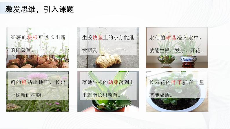 苏教版四下科学4.13《用根、茎、叶繁殖》课件+同步练习+素材02