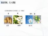 苏教版四下科学4.13《用根、茎、叶繁殖》课件+同步练习+素材