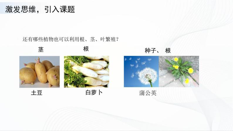 苏教版四下科学4.13《用根、茎、叶繁殖》课件+同步练习+素材04