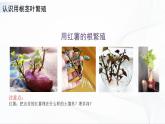 苏教版四下科学4.13《用根、茎、叶繁殖》课件+同步练习+素材