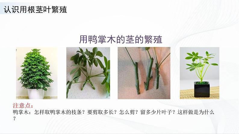 苏教版四下科学4.13《用根、茎、叶繁殖》课件+同步练习+素材06