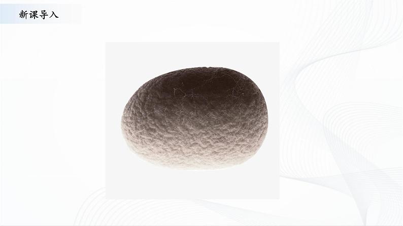 苏教版四下科学3.10《养昆虫》课件+同步练习+素材02