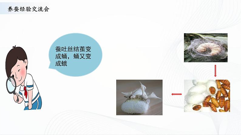 苏教版四下科学3.10《养昆虫》课件+同步练习+素材04
