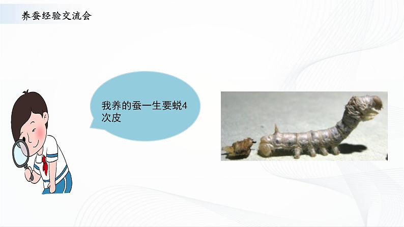 苏教版四下科学3.10《养昆虫》课件+同步练习+素材05
