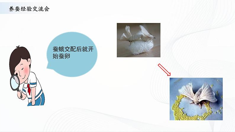 苏教版四下科学3.10《养昆虫》课件+同步练习+素材06