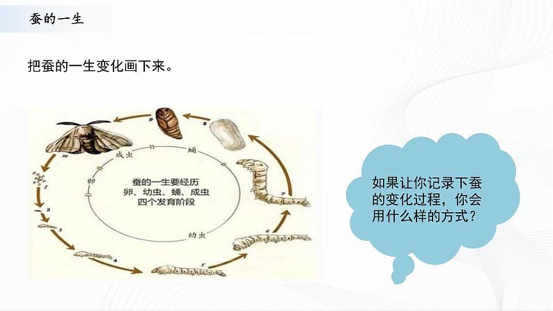 苏教版四下科学3.10《养昆虫》课件+同步练习+素材07