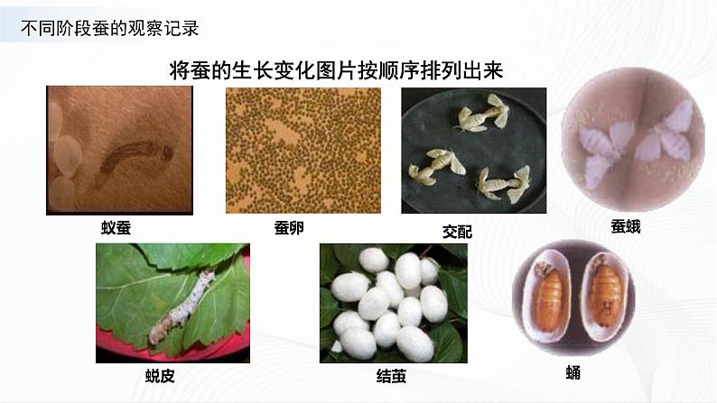 苏教版四下科学3.10《养昆虫》课件+同步练习+素材04