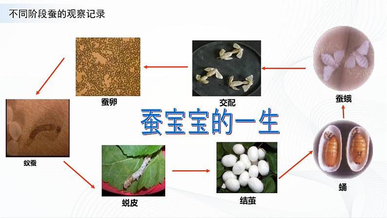 苏教版四下科学3.10《养昆虫》课件+同步练习+素材05