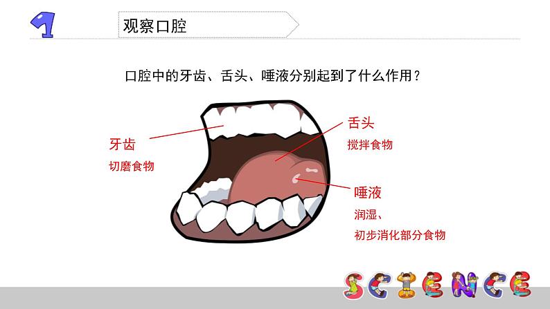 4.5食物在口腔里的变化课件PPT05