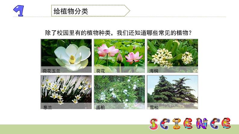 4.3多种多样的植物课件PPT第3页