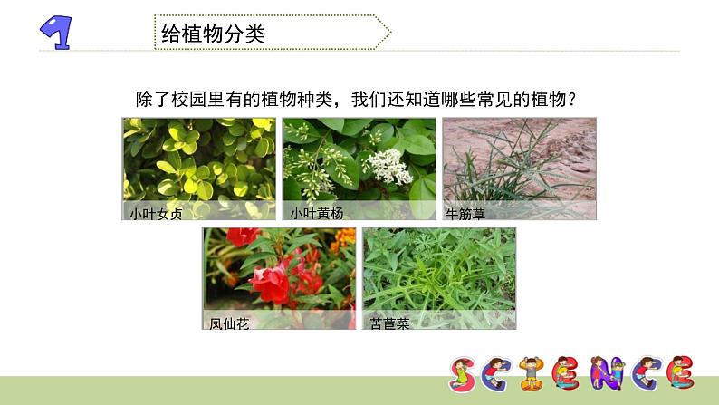 4.3多种多样的植物课件PPT第4页