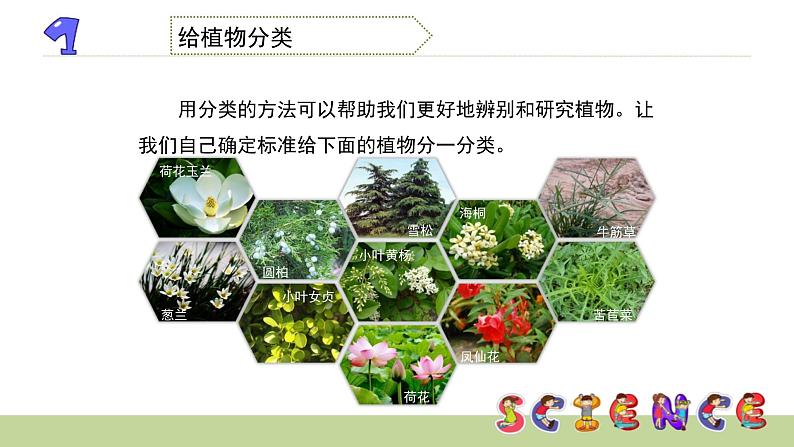 4.3多种多样的植物课件PPT第5页