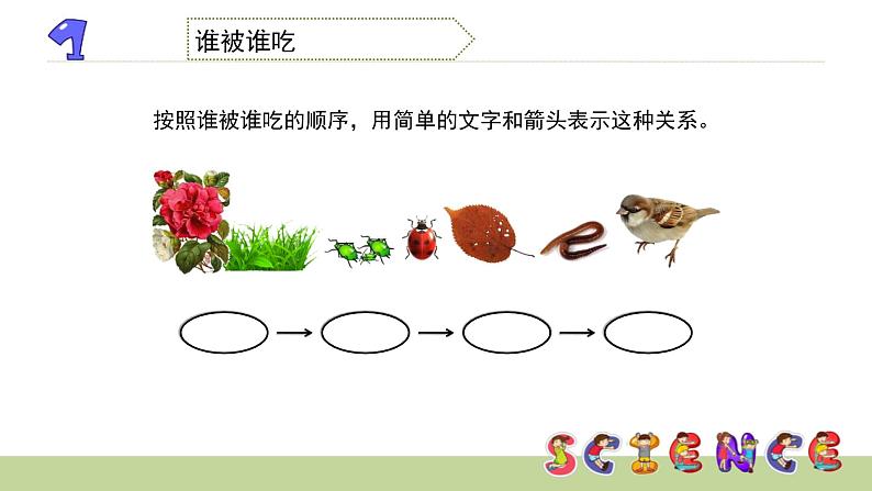 1.4食物链和食物网课件PPT第6页