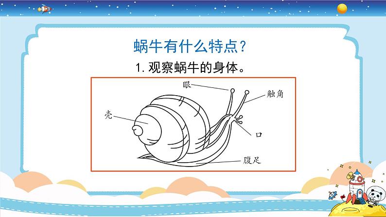 教育科学版小学科学一年级下册  2.3《观察一种动物》课件+教案设计07