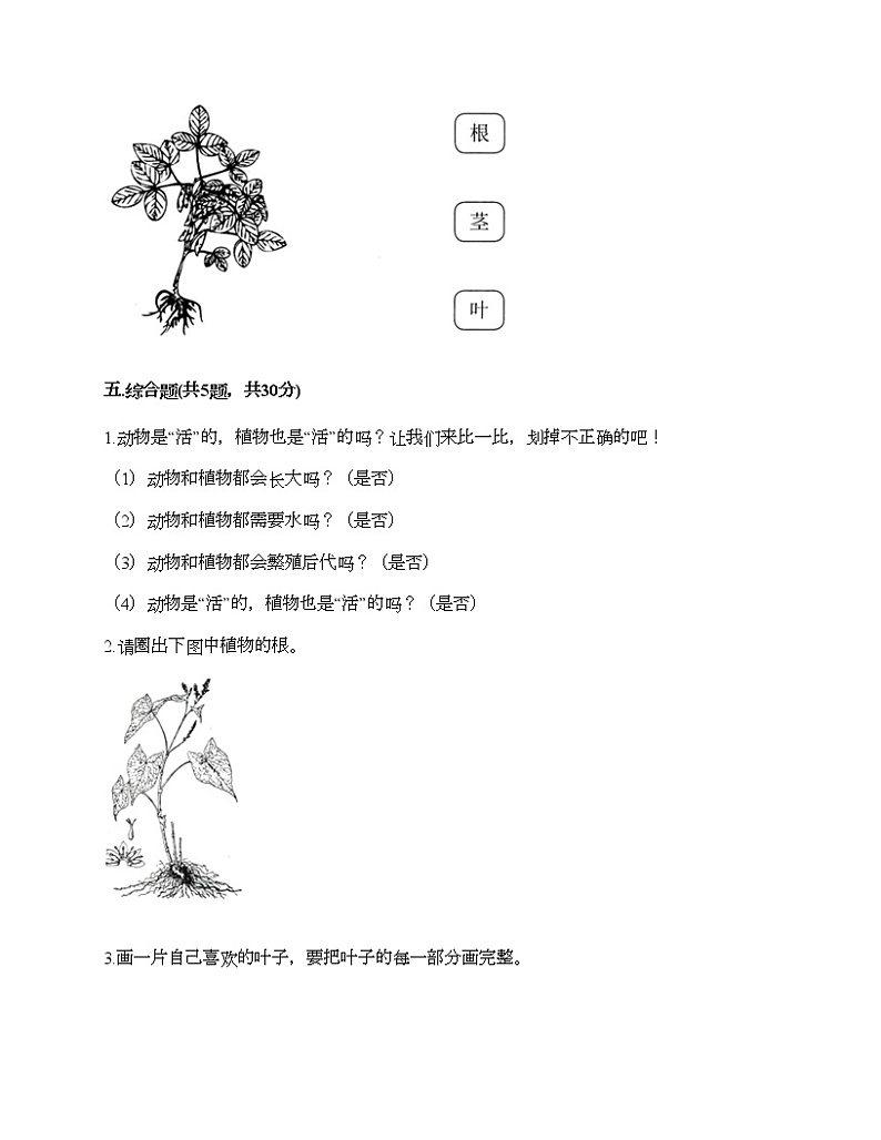 教科版科学一年级上册第一单元《植物》测试卷带答案第3页