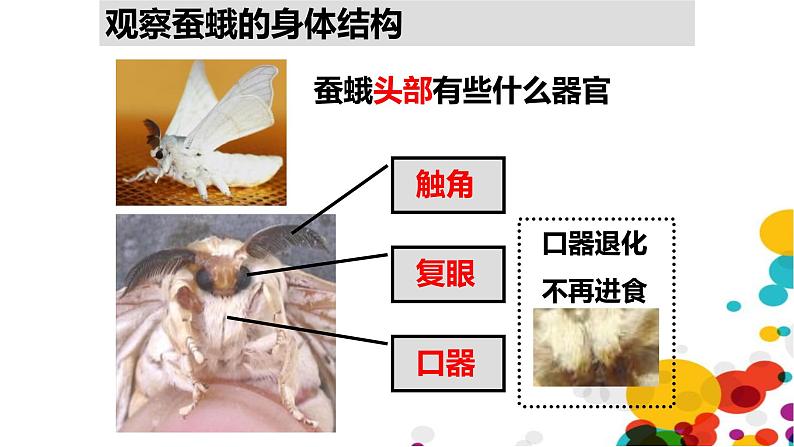 2.5茧中钻出了蚕蛾课件PPT04