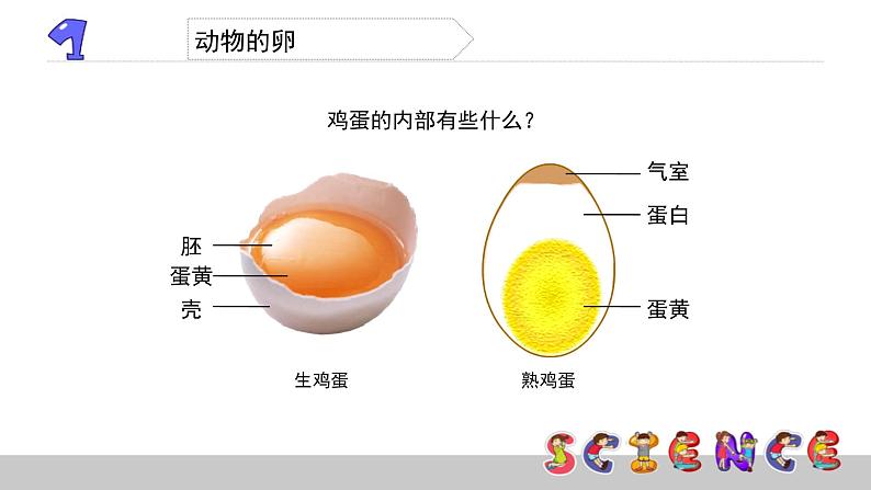 动物的卵PPT课件免费下载06