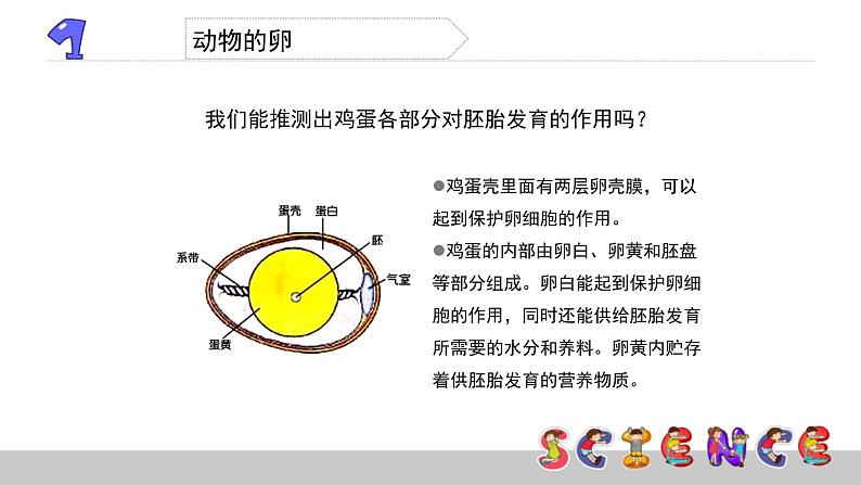 动物的卵PPT课件免费下载08