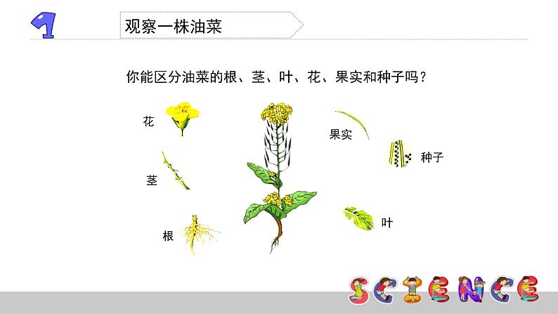 2.1油菜花开了课件PPT第3页