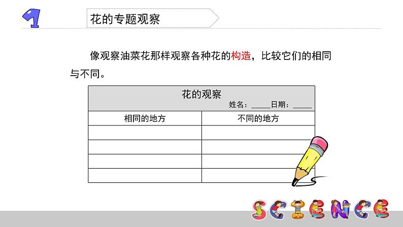 2.2各种各样的花课件PPT第4页