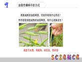 把种子散播到远处PPT课件免费下载