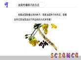 把种子散播到远处PPT课件免费下载