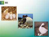 动物的繁殖活动PPT课件免费下载