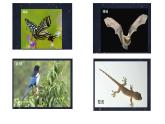 2.7《昼夜和四季变化对生物影响》教学课件